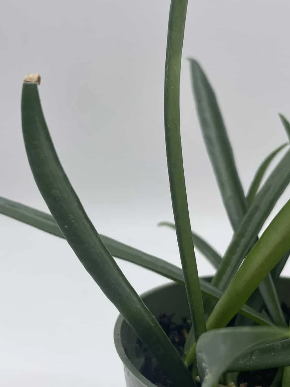 Hoya Kentiana, Very Full 4" Potted Starter, Ready For 6" Pot, Honeyplant Waxplant Porcelain Flower - Image 7
