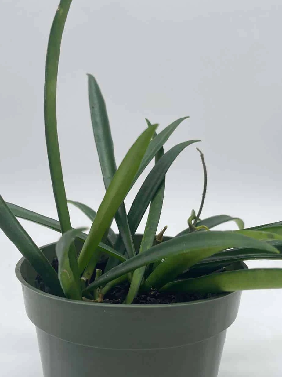 Hoya Kentiana, Very Full 4" Potted Starter, Ready For 6" Pot, Honeyplant Waxplant Porcelain Flower - Image 6