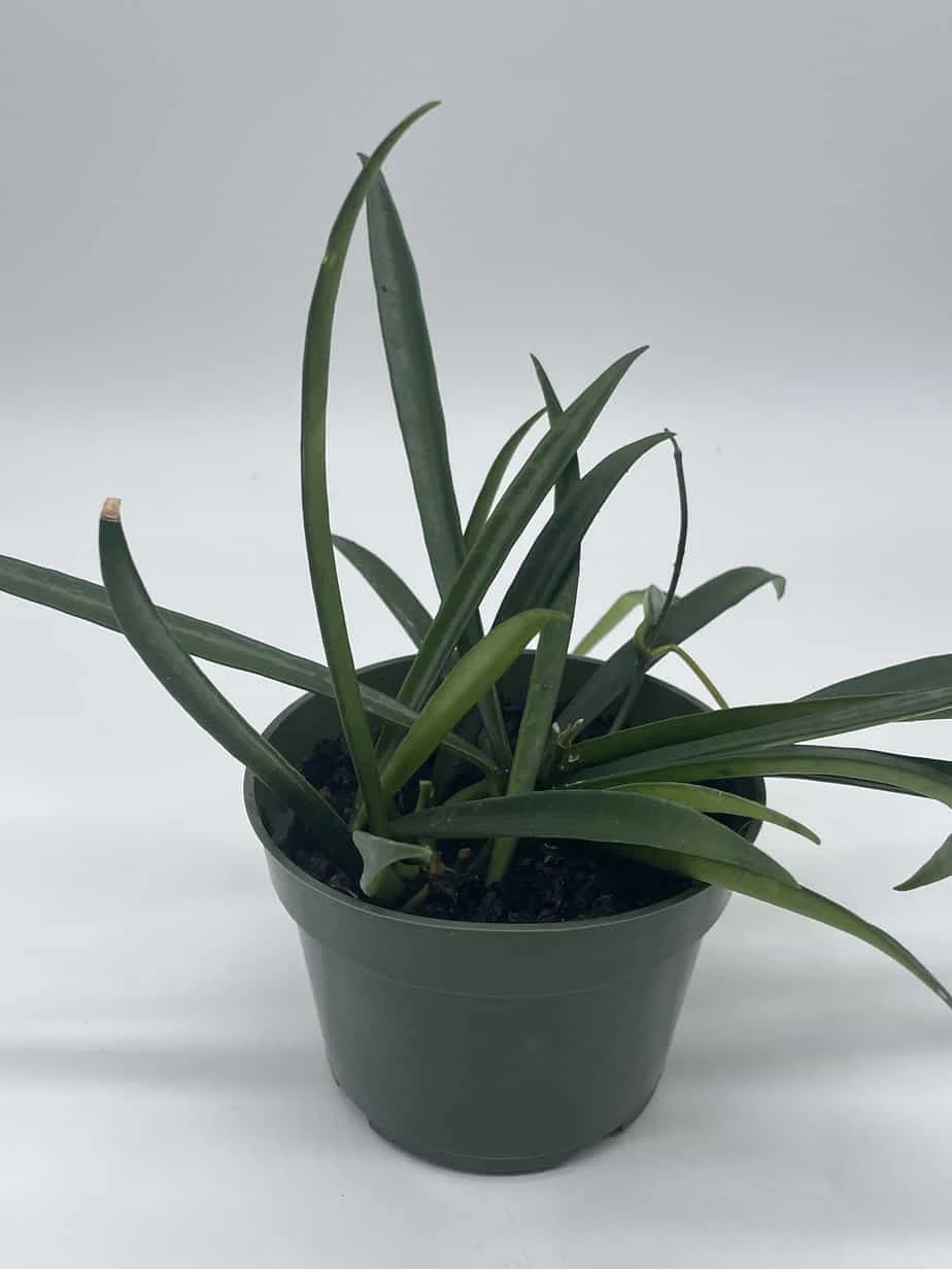 Hoya Kentiana, Very Full 4" Potted Starter, Ready For 6" Pot, Honeyplant Waxplant Porcelain Flower - Image 3