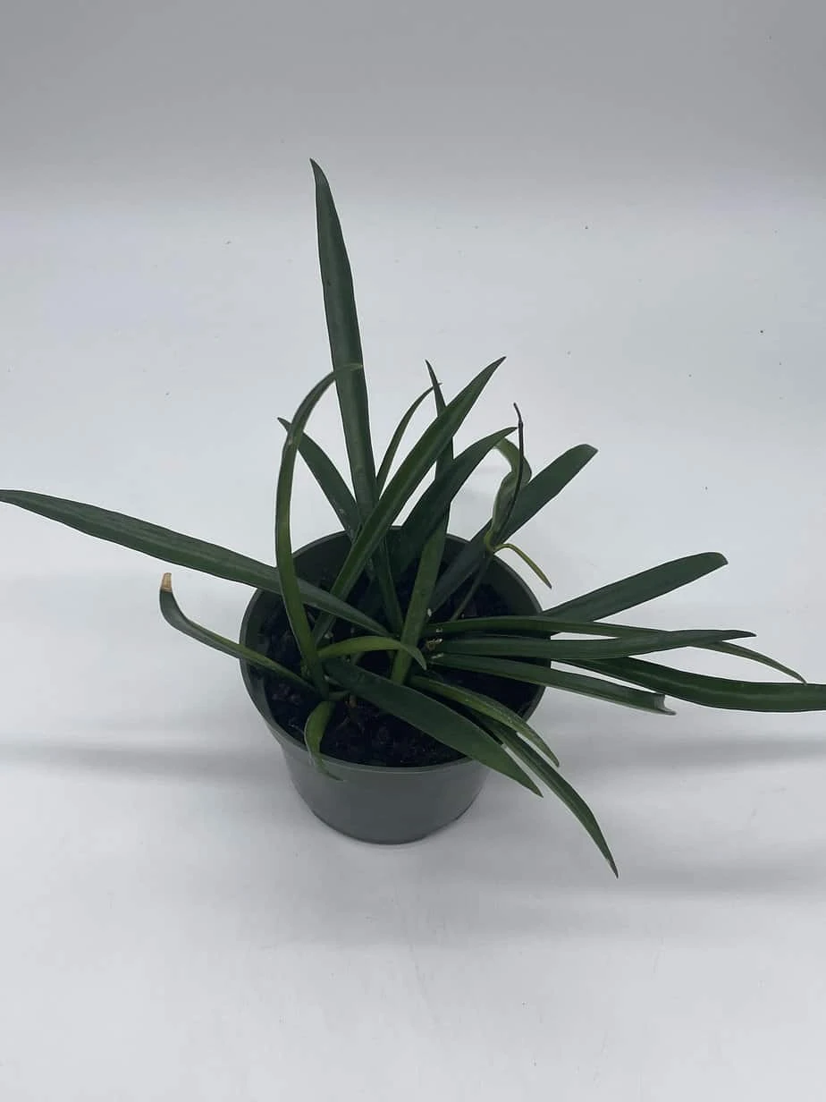 Hoya Kentiana, Very Full 4" Potted Starter, Ready For 6" Pot, Honeyplant Waxplant Porcelain Flower - Image 4