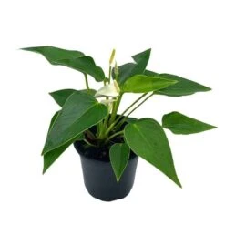 Anthurium White, Very Rare Limited Live Plant With Flower, In A 4 Inch Pot