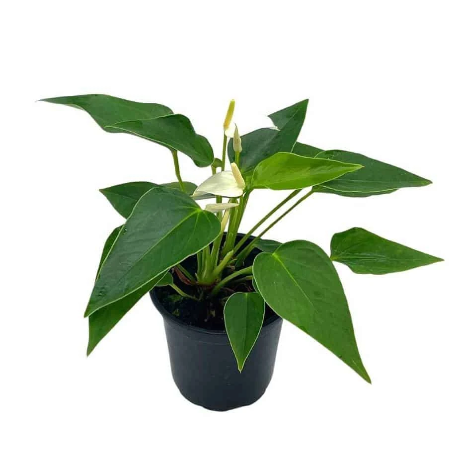 Anthurium White, Very Rare Limited Live Plant With Flower, In A 4 Inch Pot