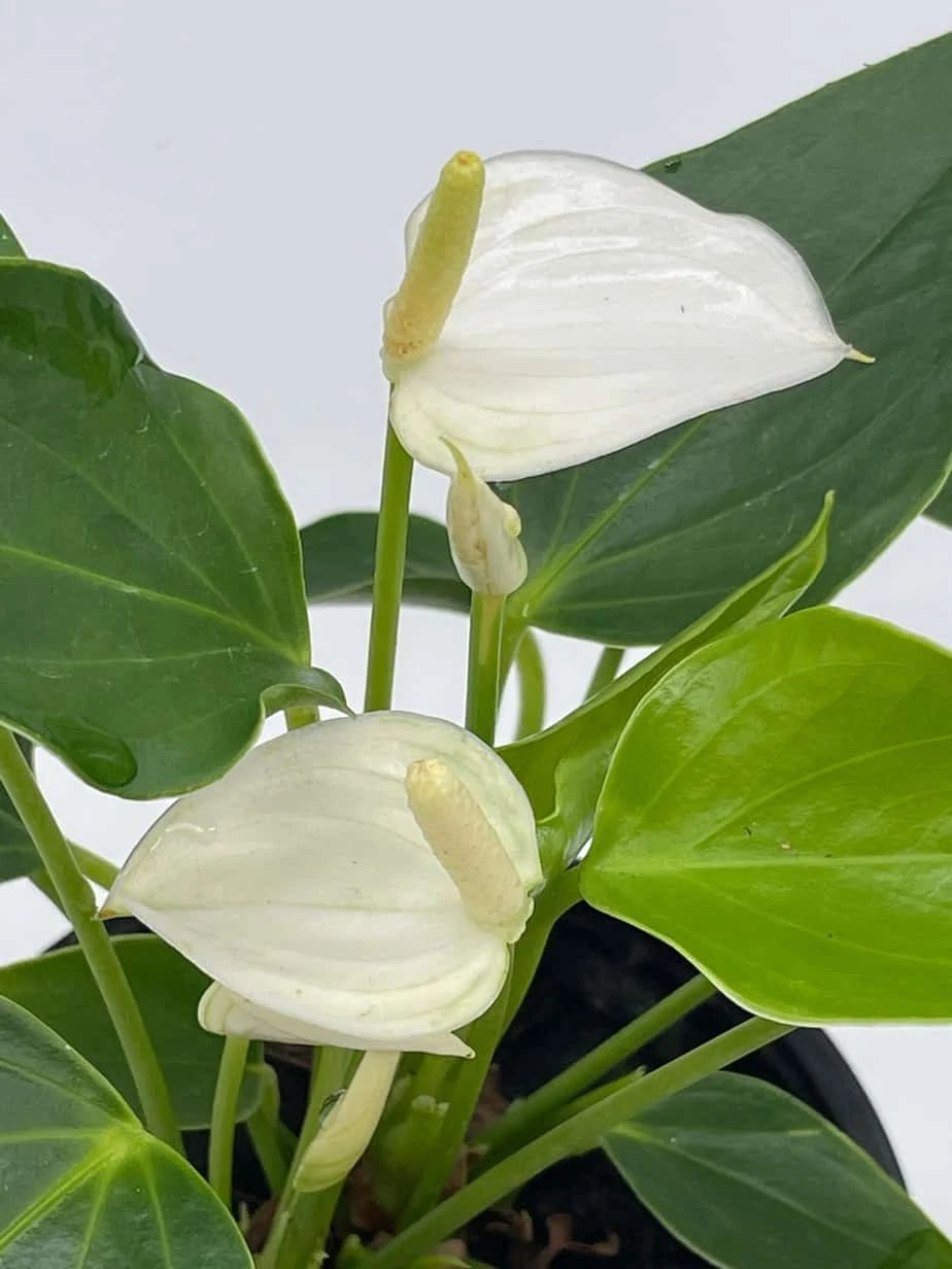 Anthurium White, Very Rare Limited Live Plant With Flower, In A 4 Inch Pot - Image 6