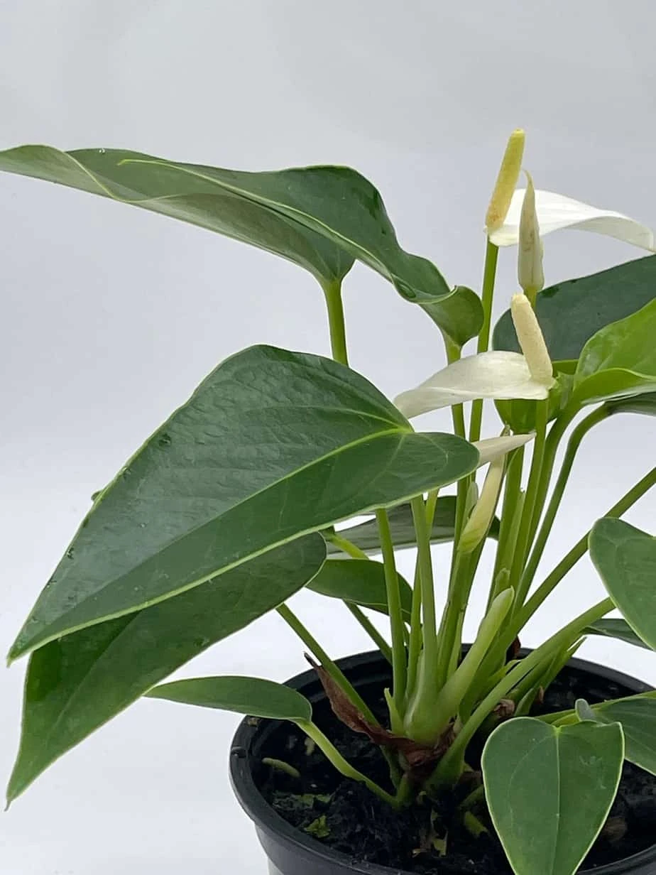 Anthurium White, Very Rare Limited Live Plant With Flower, In A 4 Inch Pot - Image 7