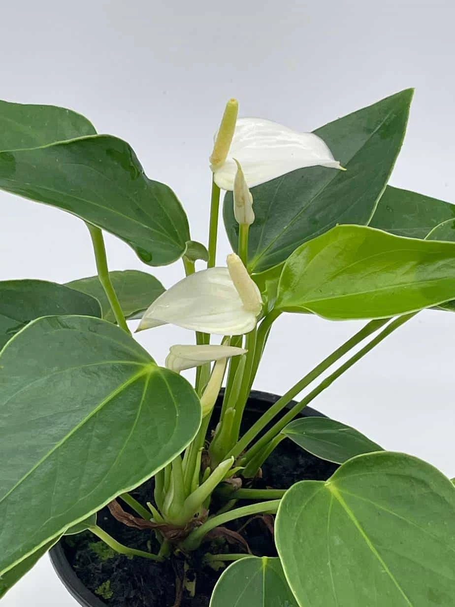 Anthurium White, Very Rare Limited Live Plant With Flower, In A 4 Inch Pot - Image 4
