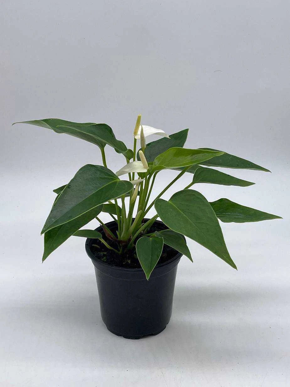 Anthurium White, Very Rare Limited Live Plant With Flower, In A 4 Inch Pot - Image 2