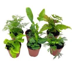 Fern Variety Assortment, 6 Different Fern Plants, In 2 Inch Pots, Super Cute, Best Gift, Plant Collection Set, Variety Bundle