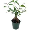 Chinese Banyan In 4 Inch Pot, Ficus Microcarpa, Malayan Banyan, Indian Laurel, Curtain Fig, Gajumaru