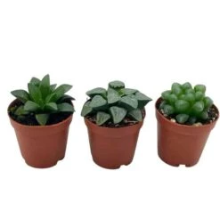 Rare Haworthia Assortment, Cooperi, Bayeri, Retusa, (African Emeralds), 3 Hard To Find Haworthias, Best Plant Gift, Variety Bundle