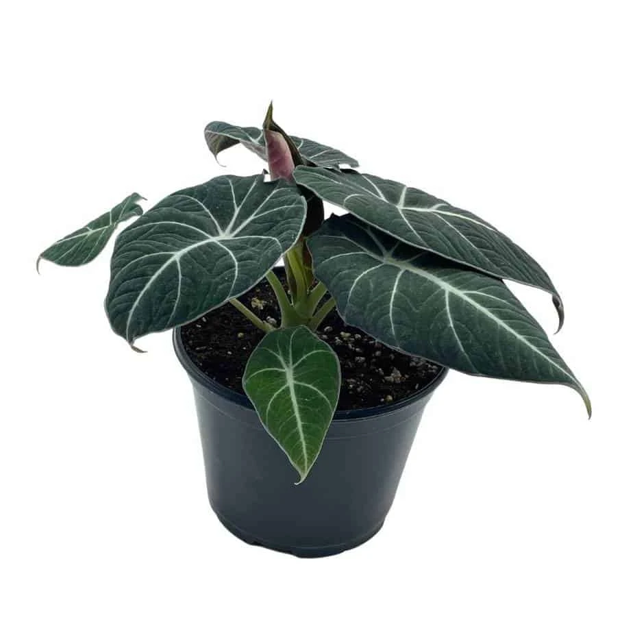 Alocasia Black Velvet In 6 Inch Pot, Very Full, Huge Plant