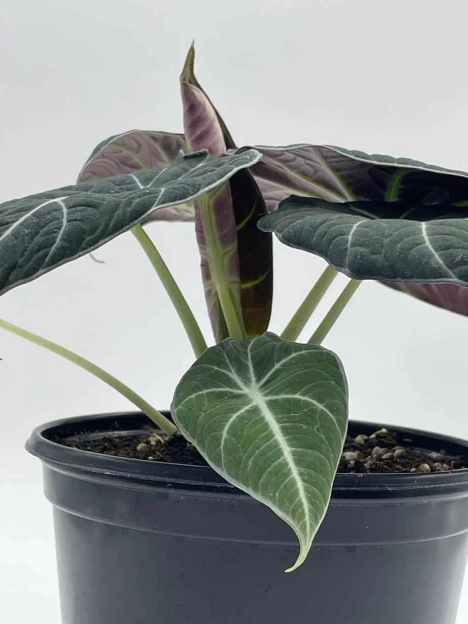 Alocasia Black Velvet In 6 Inch Pot, Very Full, Huge Plant - Image 3