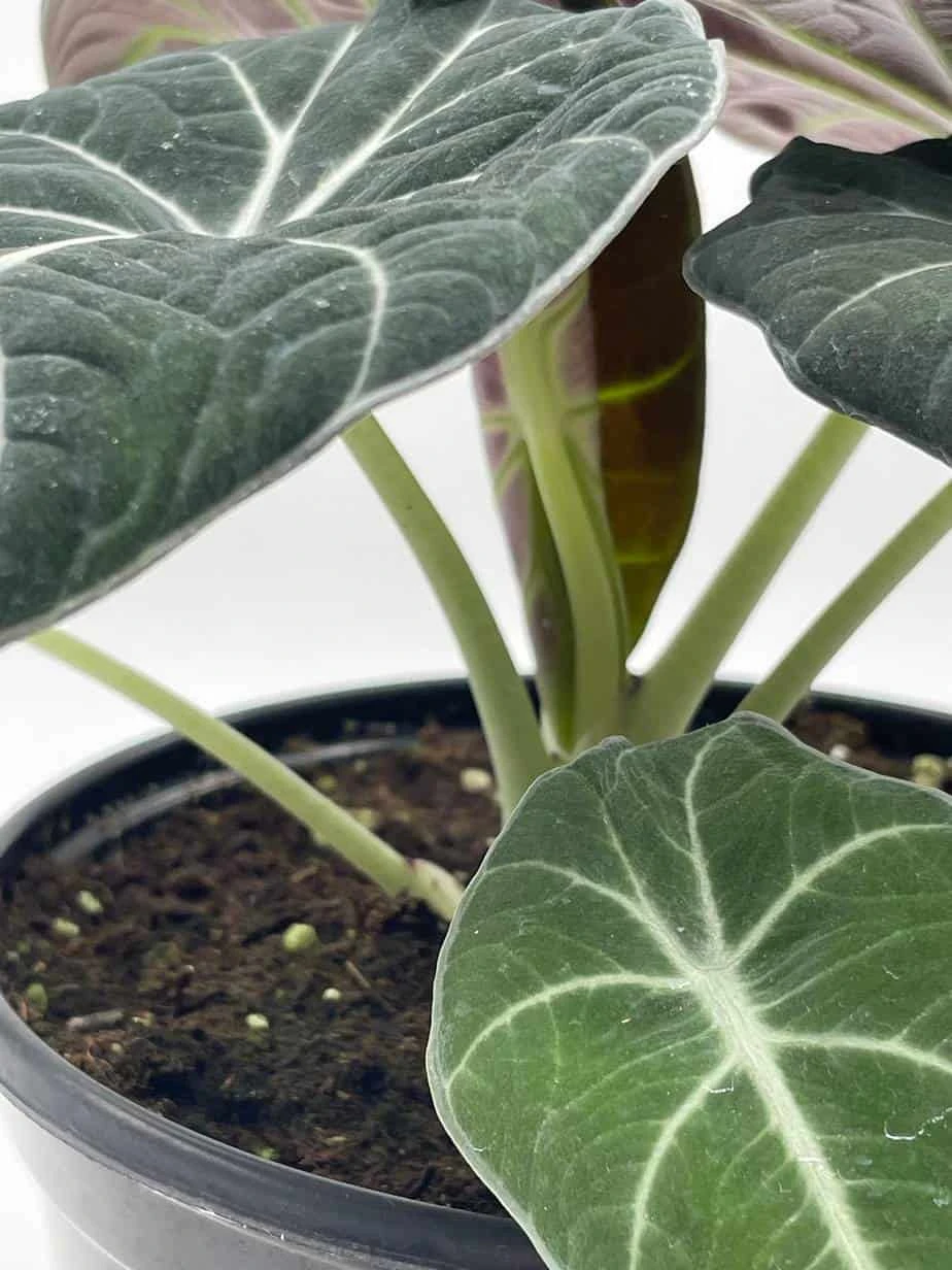 Alocasia Black Velvet In 6 Inch Pot, Very Full, Huge Plant - Image 5