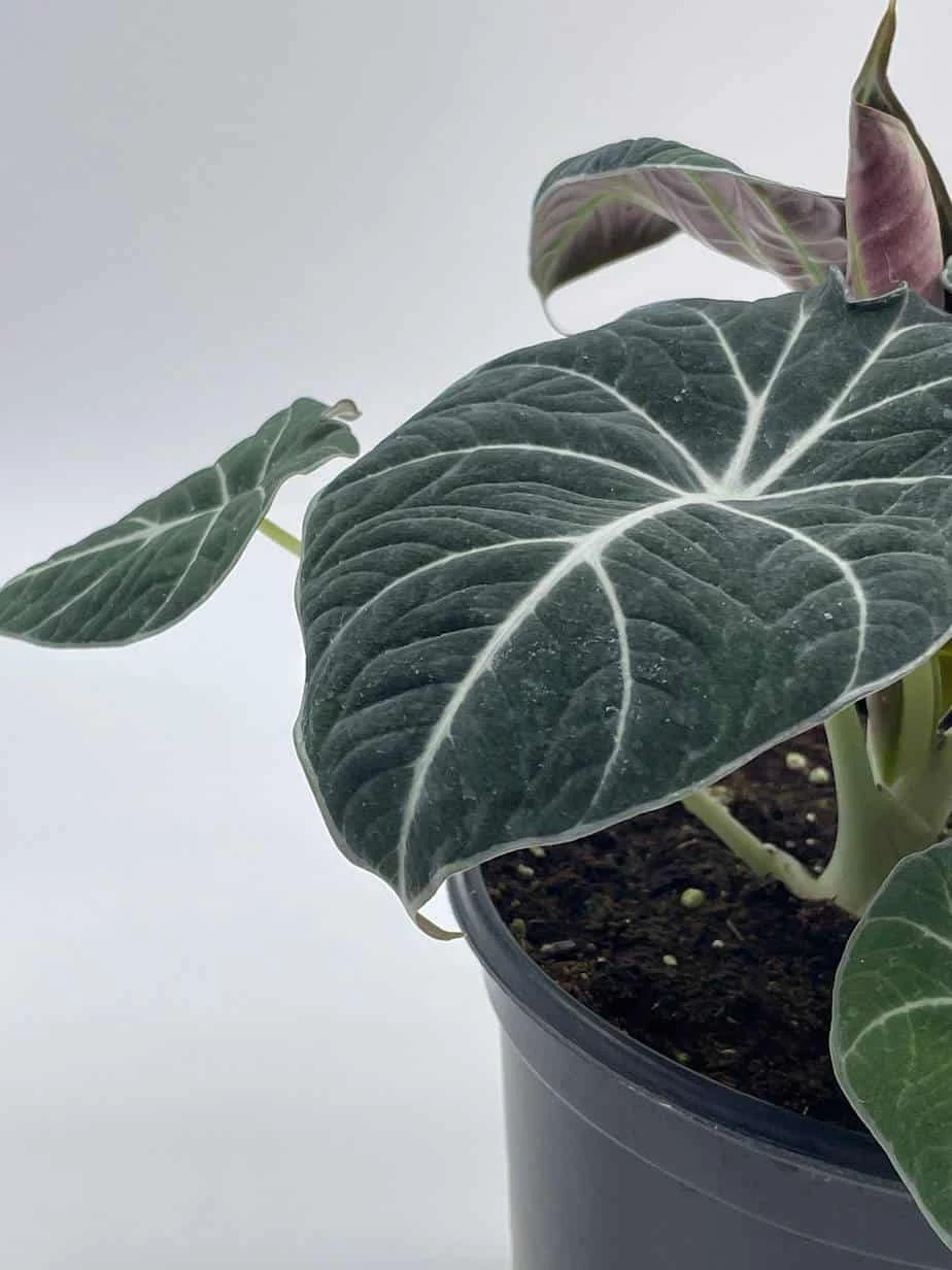 Alocasia Black Velvet In 6 Inch Pot, Very Full, Huge Plant - Image 8