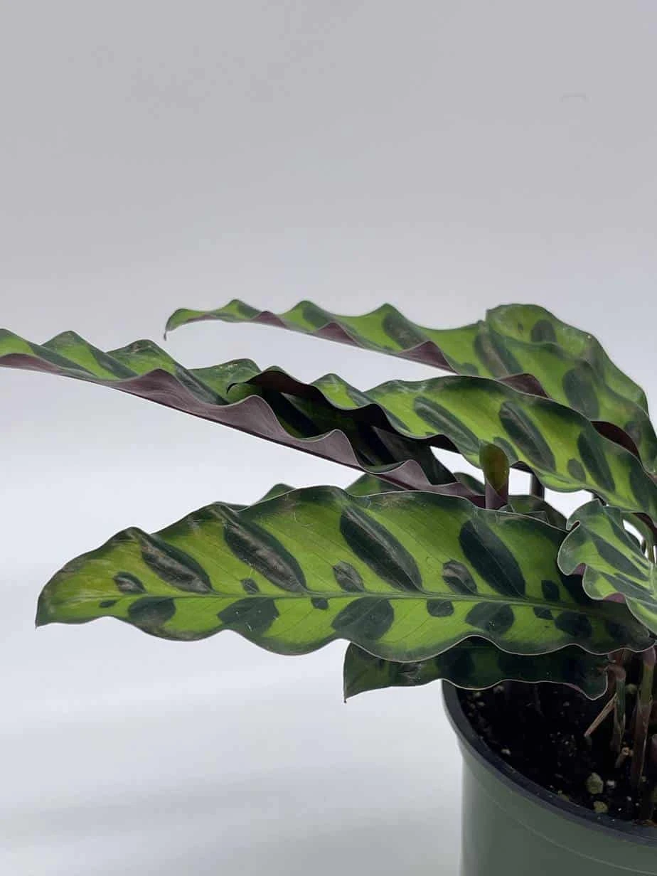 Calathea Lancifolia, Rattlesnake, Prayer Plant, Rattle Snake , 4 Inch Pot - Image 3