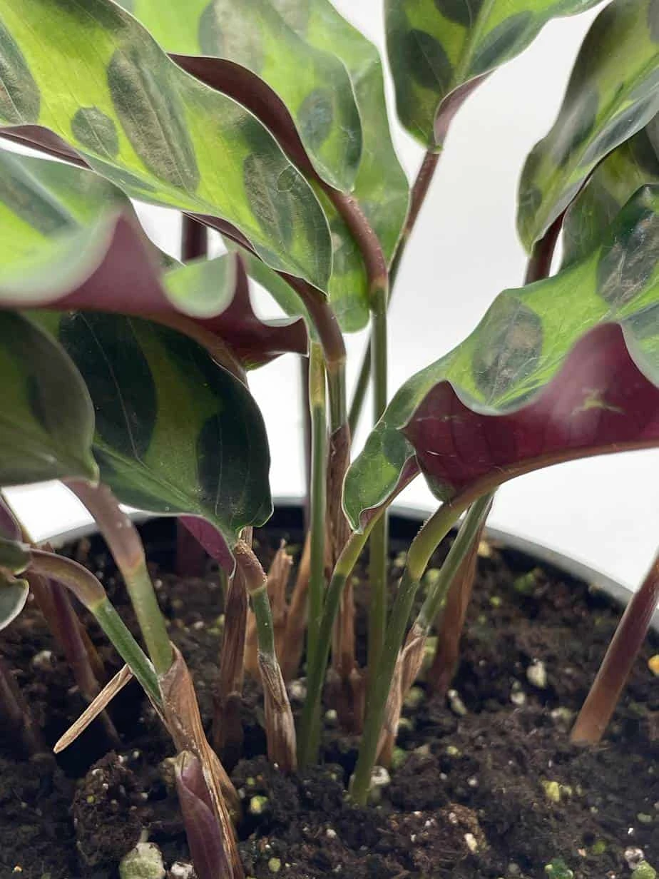 Calathea Lancifolia, Rattlesnake, Prayer Plant, Rattle Snake , 4 Inch Pot - Image 9