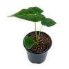 Green Velvet, Alocasia Frydek, Micholitziana, 4 Inch, Live Rooted Potted Rare Succulent House Plant