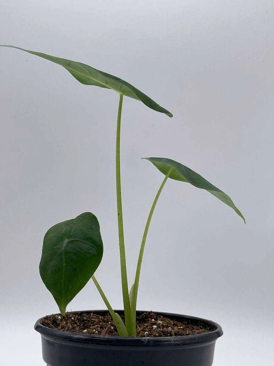 Green Velvet, Alocasia Frydek, Micholitziana, 4 Inch, Live Rooted Potted Rare Succulent House Plant - Image 4