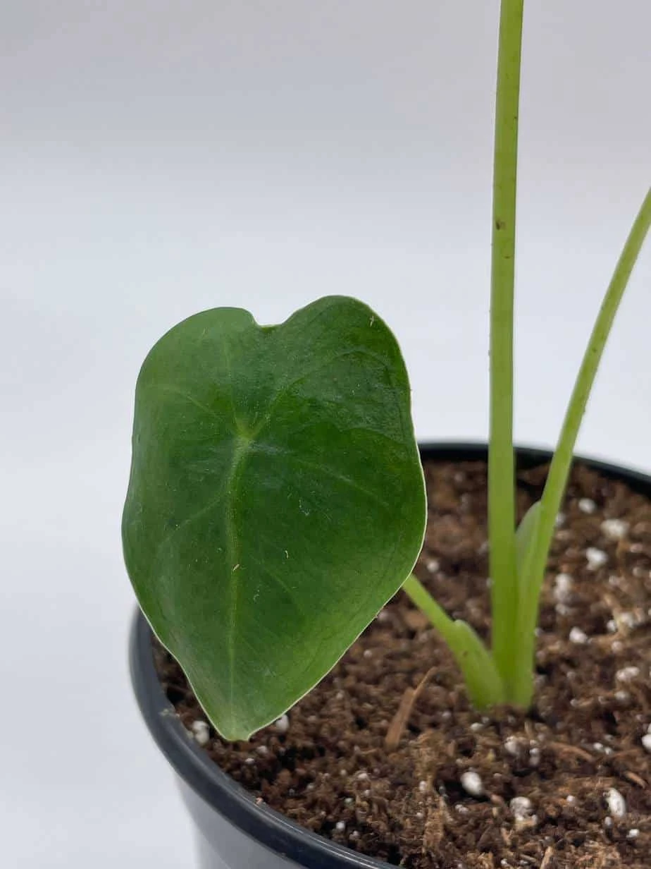 Green Velvet, Alocasia Frydek, Micholitziana, 4 Inch, Live Rooted Potted Rare Succulent House Plant - Image 7