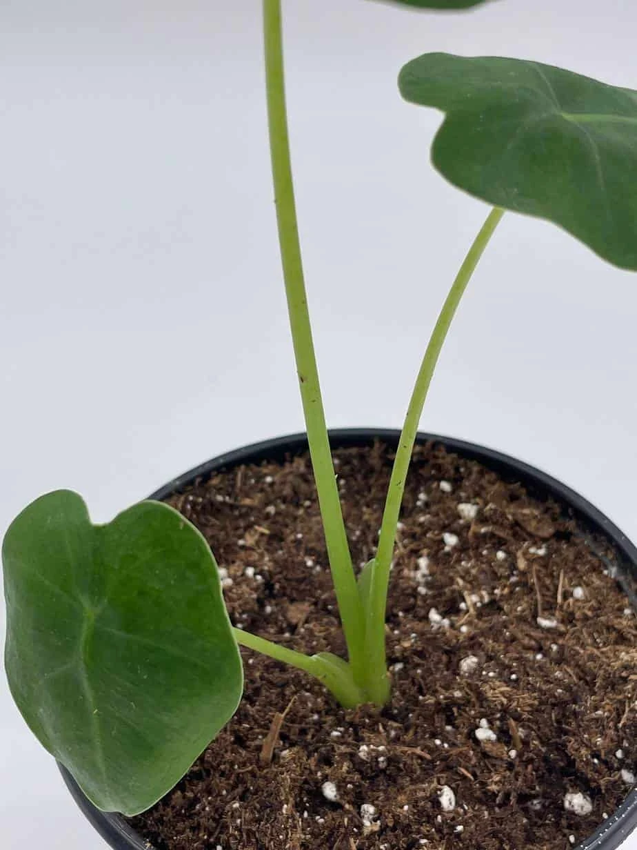 Green Velvet, Alocasia Frydek, Micholitziana, 4 Inch, Live Rooted Potted Rare Succulent House Plant - Image 6