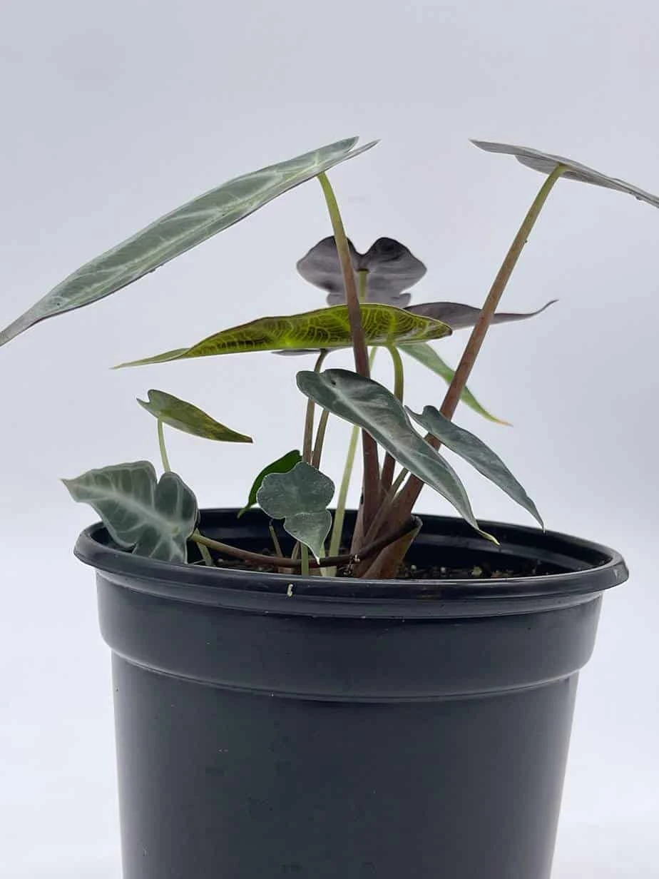 Alocasia Sanderiana, Kris Plant, Sander's Alocasia, In A 4 Inch Pot, Very Filled - Image 5