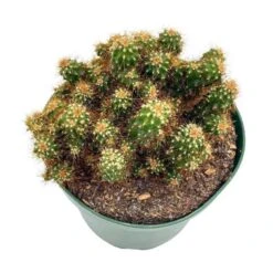Peruvian Apple Cactus, Cereus Repandus, In 4 Inch Pot, Crested, Clumped Rare Cacti