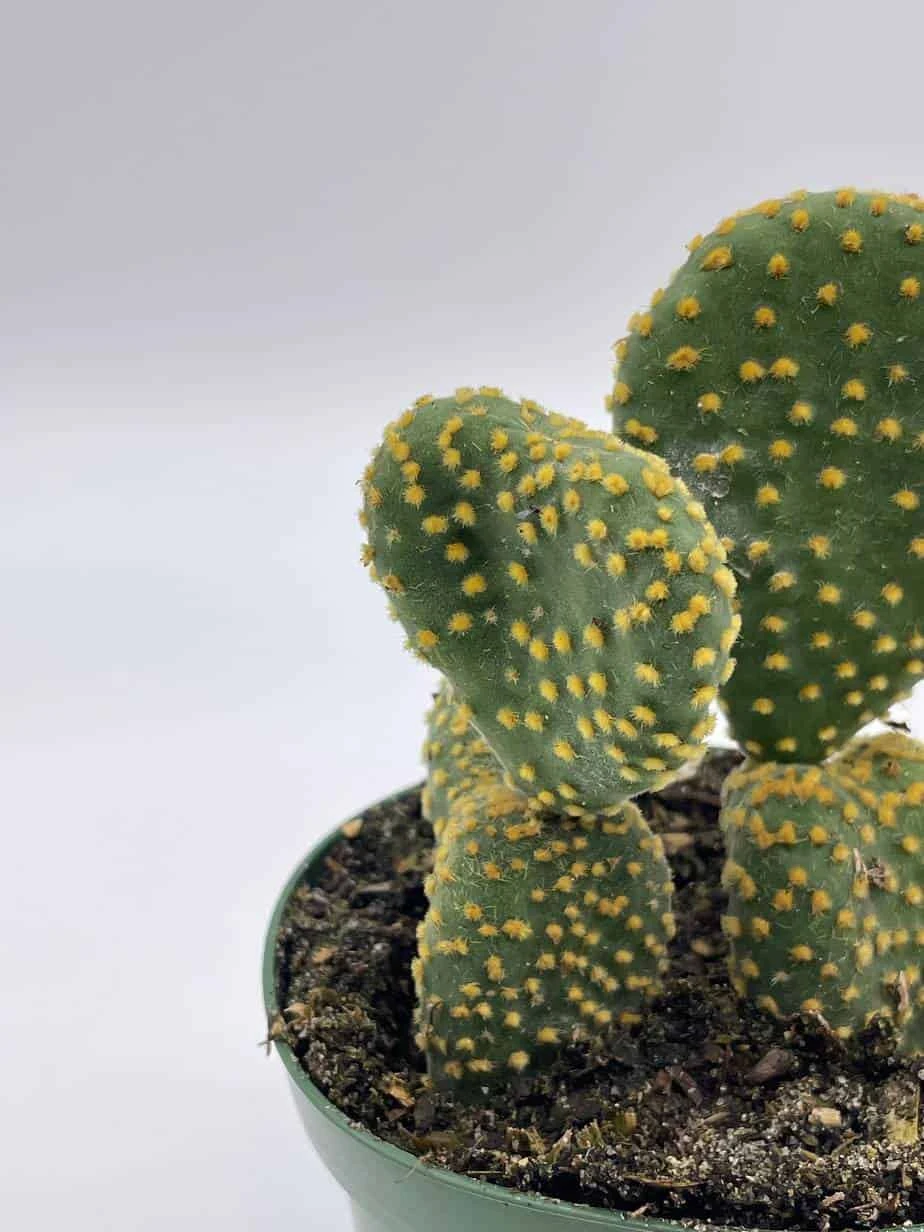 Crested Bunny Ears Prickly Pear, Opuntia Microdasys, In 4 Inch Pot, Clumped Rare Cacti - Image 3