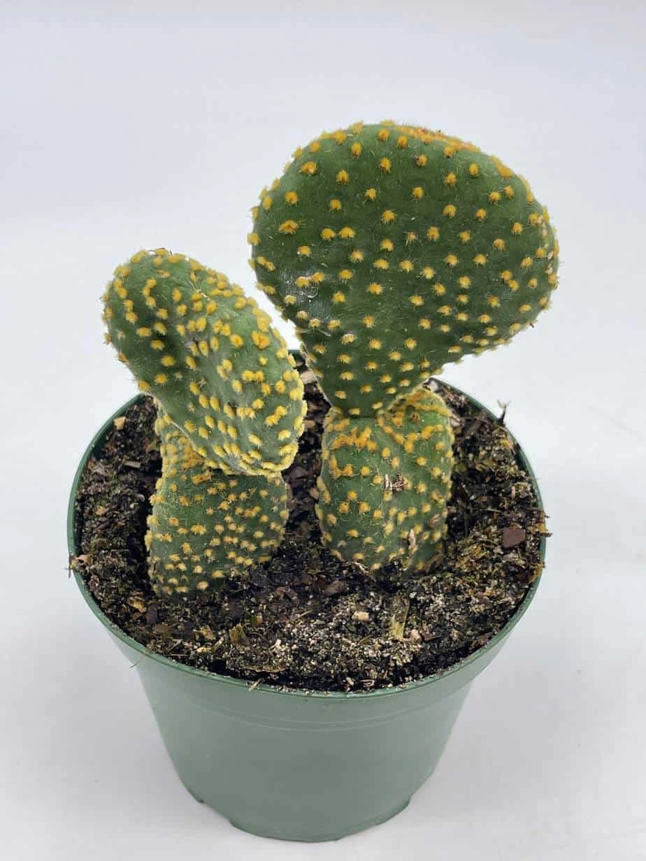 Crested Bunny Ears Prickly Pear, Opuntia Microdasys, In 4 Inch Pot, Clumped Rare Cacti - Image 2