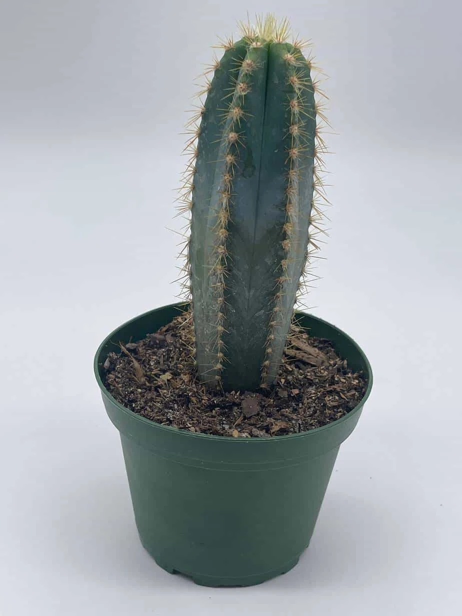 Blue Columnar Cactus, Pilosocereus Pachycladus Cacti, Column Cactus, Tall Blue Torch Cactus, In 2 Inch Square Pot - Image 2