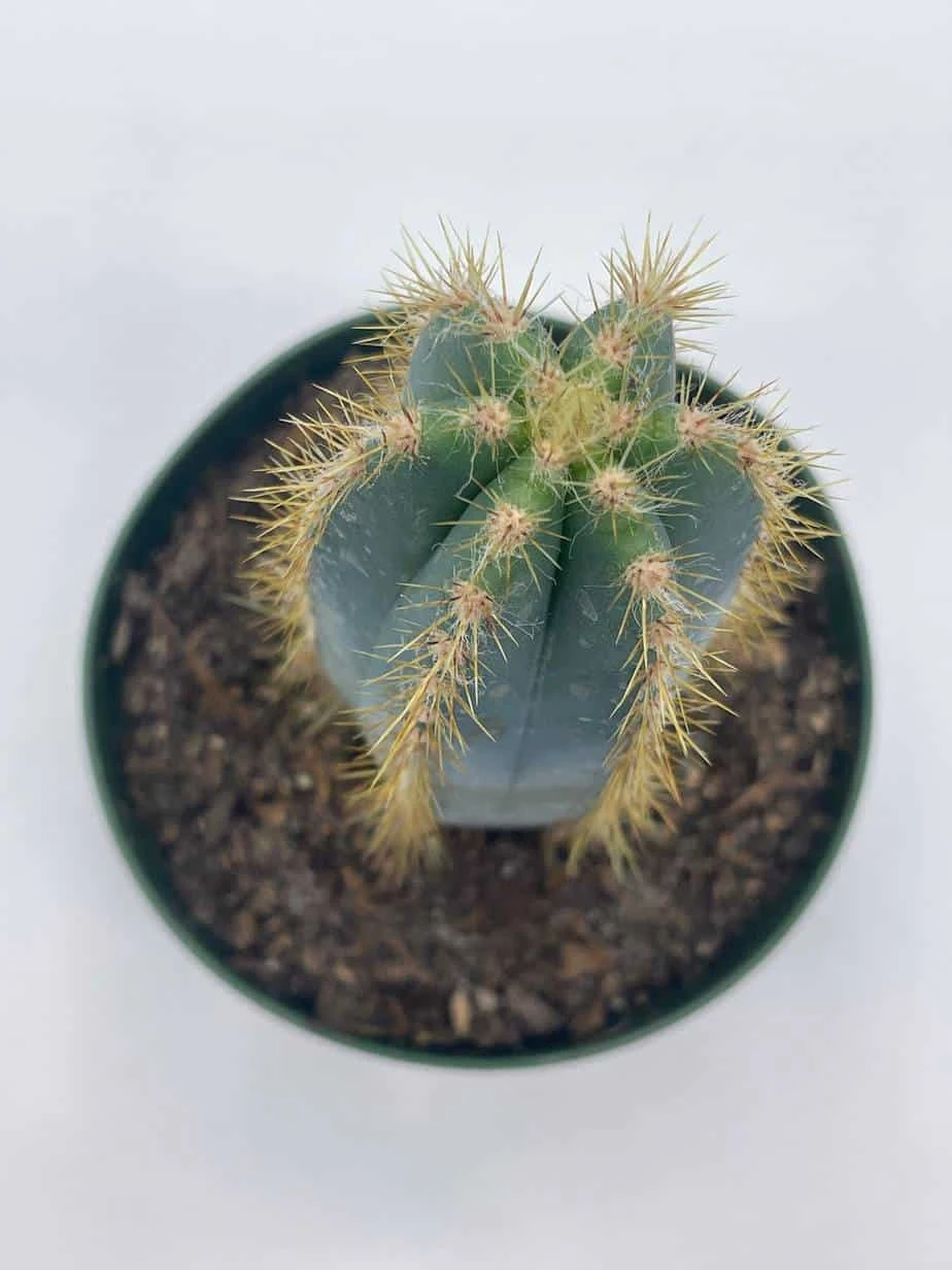 Blue Columnar Cactus, Pilosocereus Pachycladus Cacti, Column Cactus, Tall Blue Torch Cactus, In 2 Inch Square Pot - Image 6