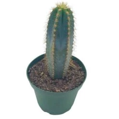 Blue Columnar Cactus, Pilosocereus Pachycladus Cacti, Column Cactus, Tall Blue Torch Cactus, In 2 Inch Square Pot