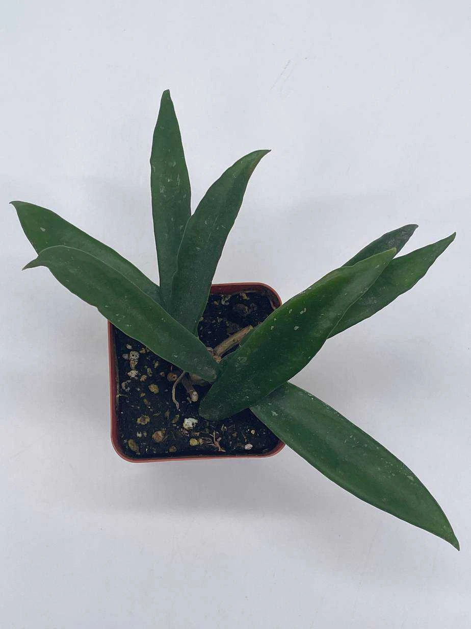 Hoya Minibelle Carnosa Honey Plant, Freckles, Silver Splash Speckled Variegated Krinkle Wax Honeyplant, Extremely Rare Limited Supply Potted - Image 7