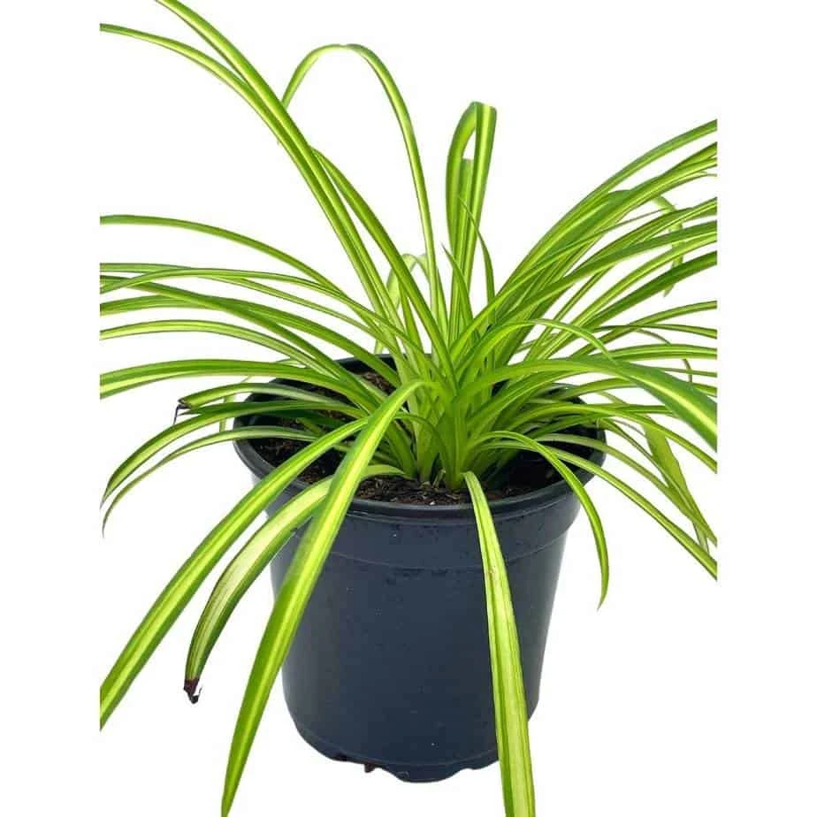 Spider Plant, Chlorophytum Comosum, Ribbon Plant, In A 4 Inch Pot, Very Filled