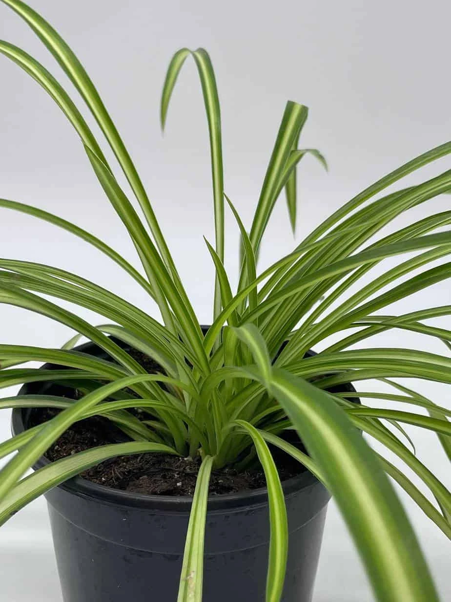 Spider Plant, Chlorophytum Comosum, Ribbon Plant, In A 4 Inch Pot, Very Filled - Image 5