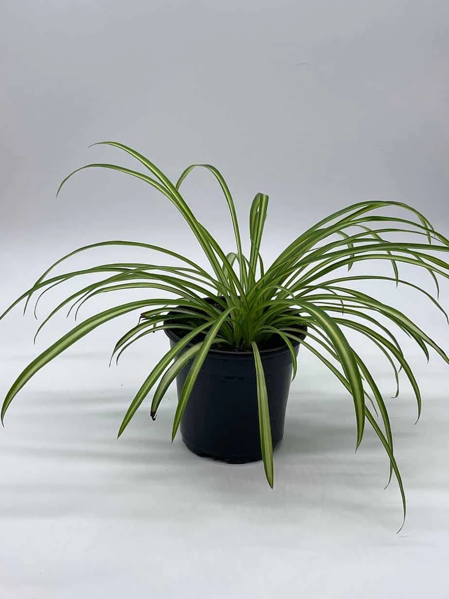 Spider Plant, Chlorophytum Comosum, Ribbon Plant, In A 4 Inch Pot, Very Filled - Image 7