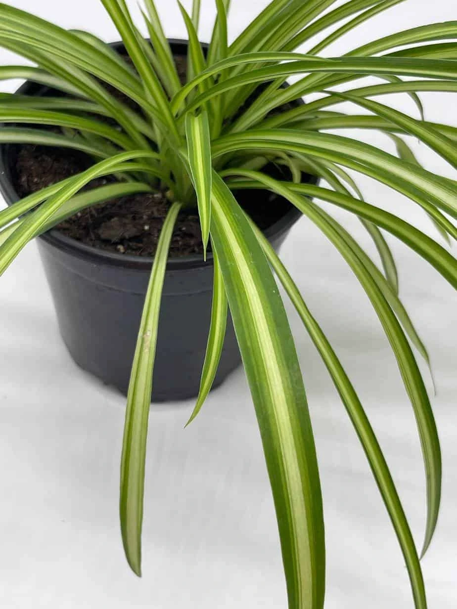 Spider Plant, Chlorophytum Comosum, Ribbon Plant, In A 4 Inch Pot, Very Filled - Image 9