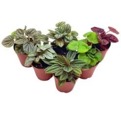 Peperomia Assortment, Foliage Set, Rosso, Frost, Albovittata, Caperata, Premium Succulent Collection, In 2 Inch Pots, Plant Gift