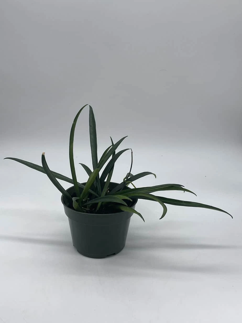 Hoya Kentiana, Very Full 4" Potted Starter, Ready For 6" Pot, Honeyplant Waxplant Porcelain Flower - Image 2