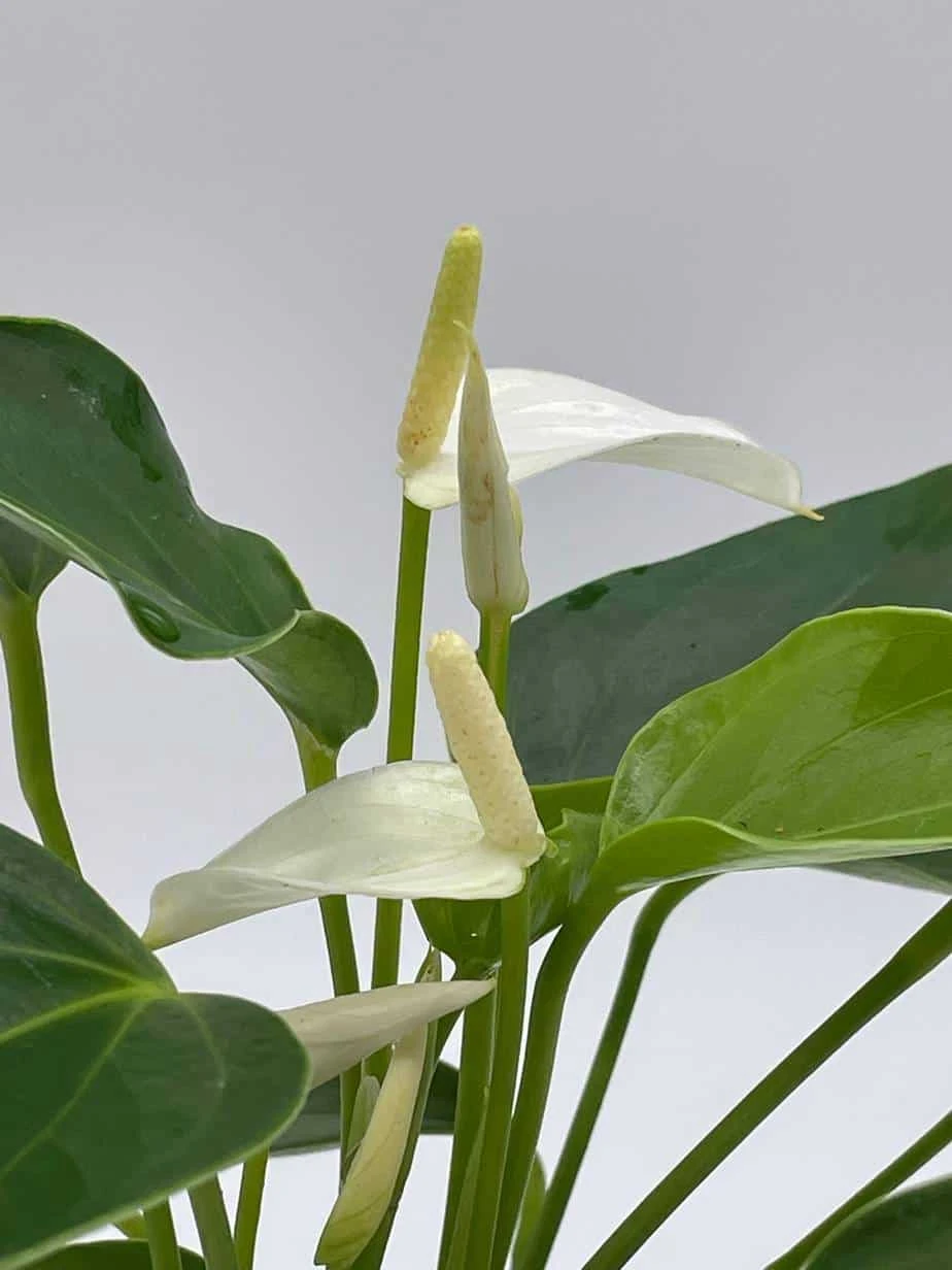 Anthurium White, Very Rare Limited Live Plant With Flower, In A 4 Inch Pot - Image 5