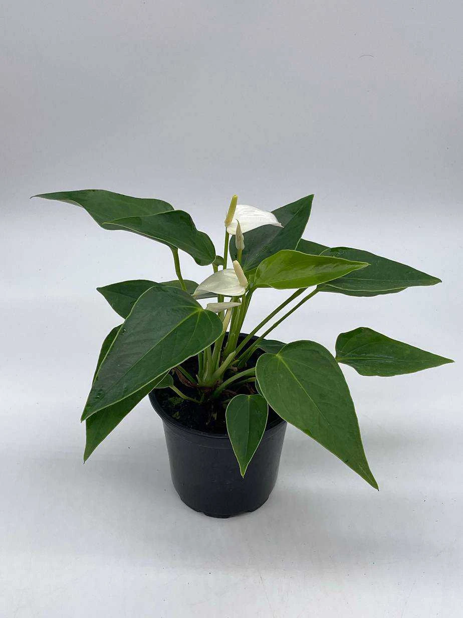 Anthurium White, Very Rare Limited Live Plant With Flower, In A 4 Inch Pot - Image 3