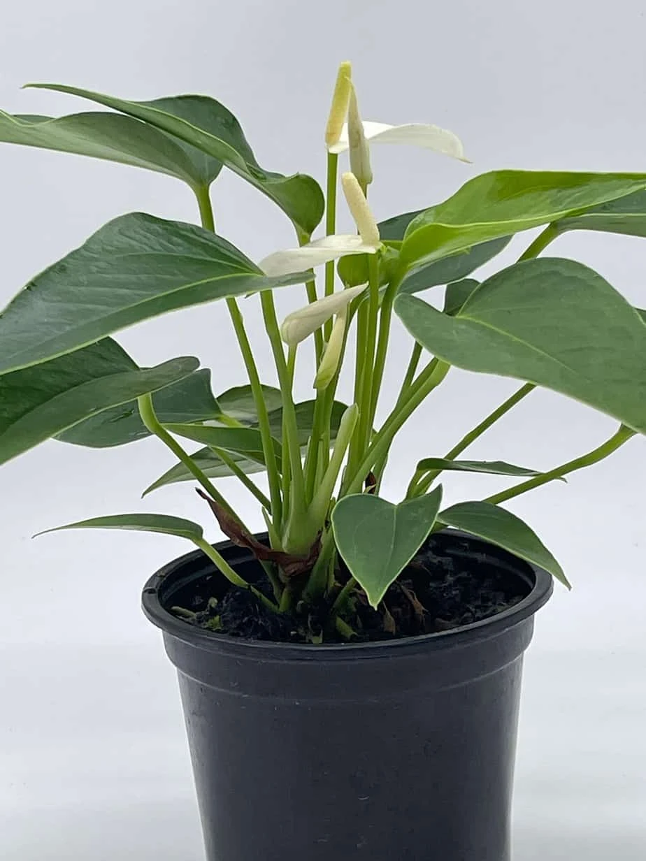 Anthurium White, Very Rare Limited Live Plant With Flower, In A 4 Inch Pot - Image 8