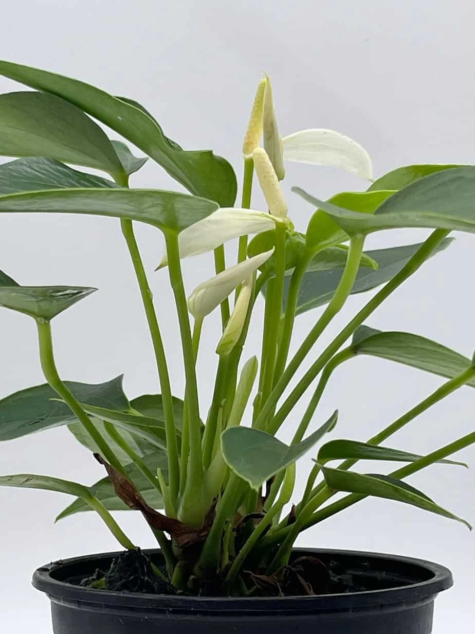 Anthurium White, Very Rare Limited Live Plant With Flower, In A 4 Inch Pot - Image 9