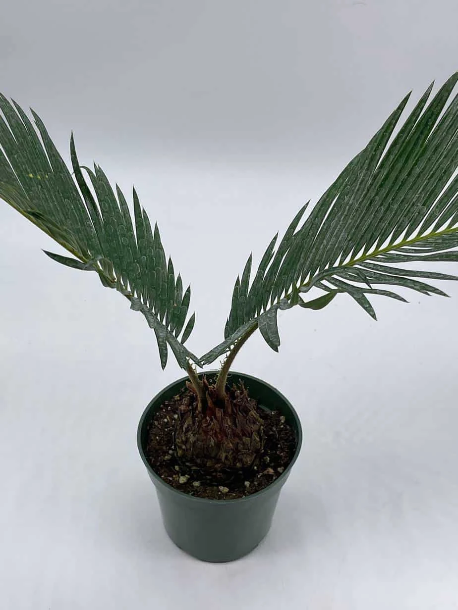 Queen Sago Palm, Cycas Rumphii, In A 4 Inch Pot (Cycas Revoluta) - Image 6