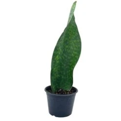 Sansevieria Masoniana, Huge Over 1 Foot Long Whale Fin Snake Plant 6" Pot, Mason's Congo, Shark Fin Snakeplant, Giant Dracaena