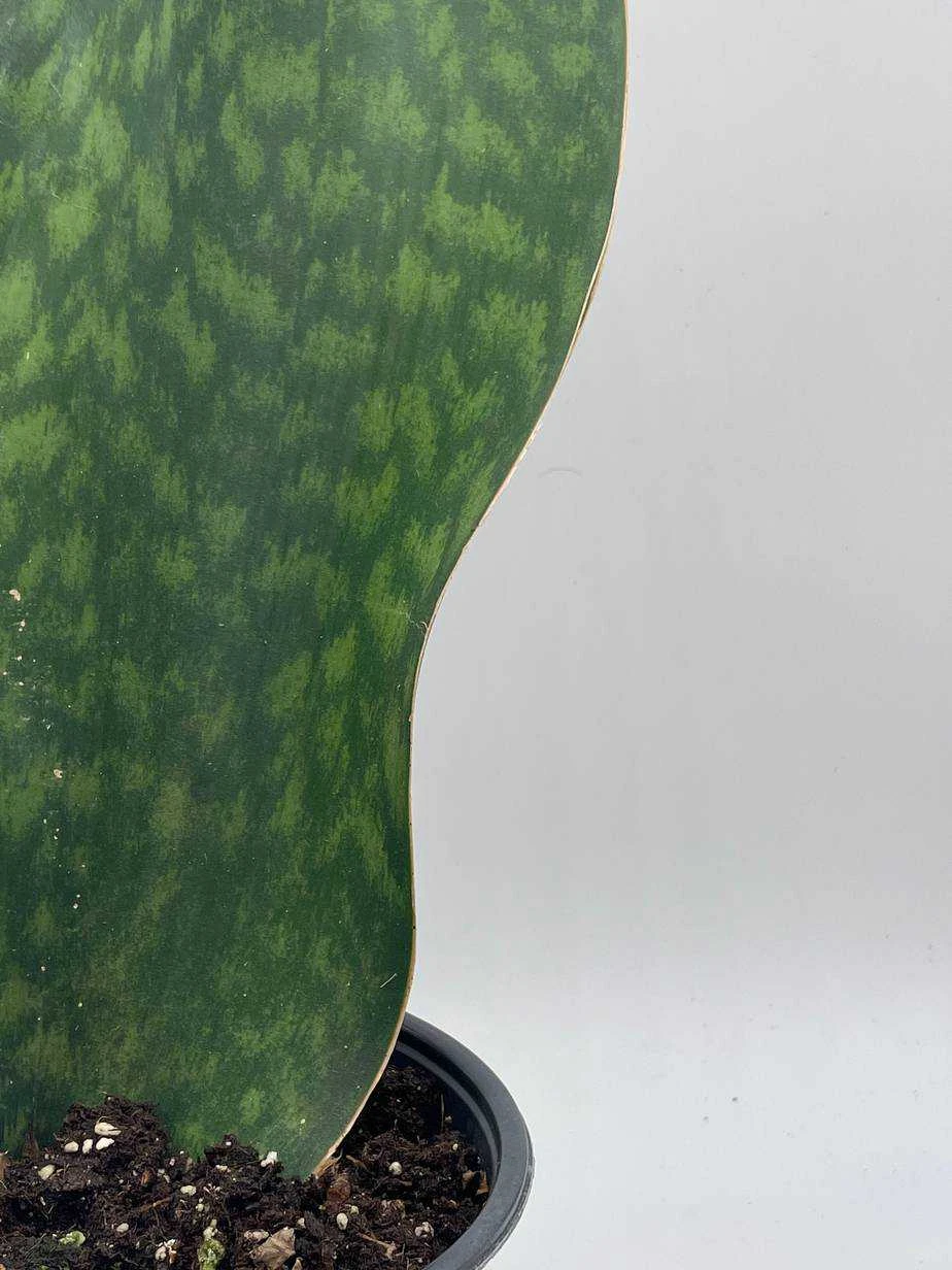 Sansevieria Masoniana, Huge Over 1 Foot Long Whale Fin Snake Plant 6" Pot, Mason's Congo, Shark Fin Snakeplant, Giant Dracaena - Image 7