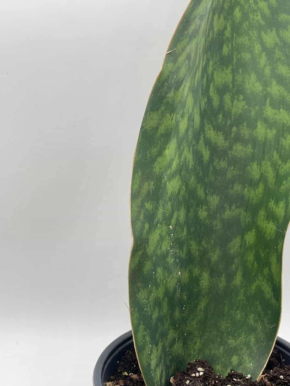 Sansevieria Masoniana, Huge Over 1 Foot Long Whale Fin Snake Plant 6" Pot, Mason's Congo, Shark Fin Snakeplant, Giant Dracaena - Image 6
