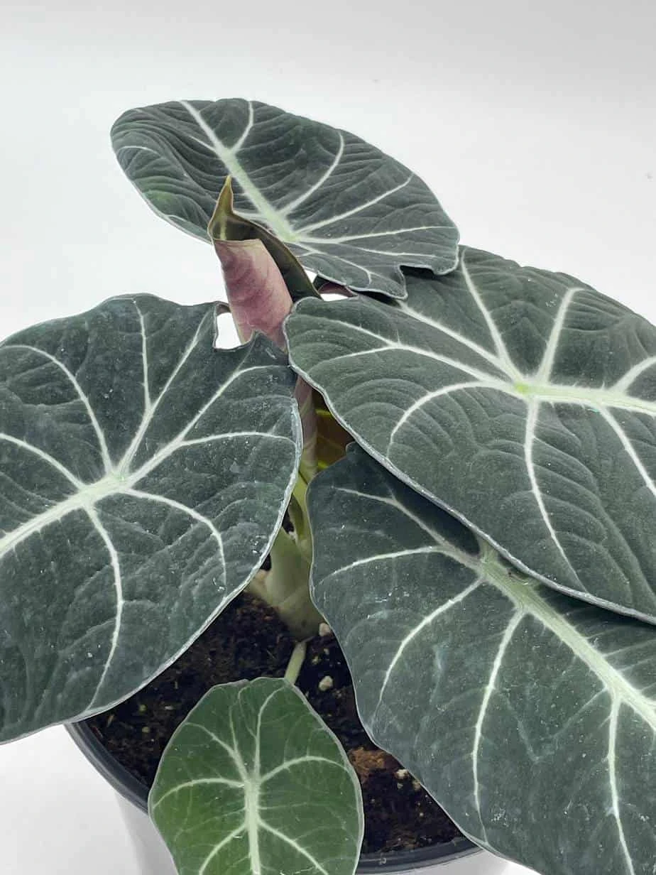 Alocasia Black Velvet In 6 Inch Pot, Very Full, Huge Plant - Image 7