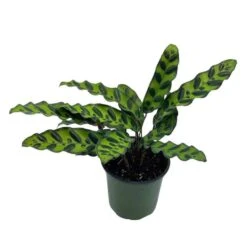 Calathea Lancifolia, Rattlesnake, Prayer Plant, Rattle Snake , 4 Inch Pot