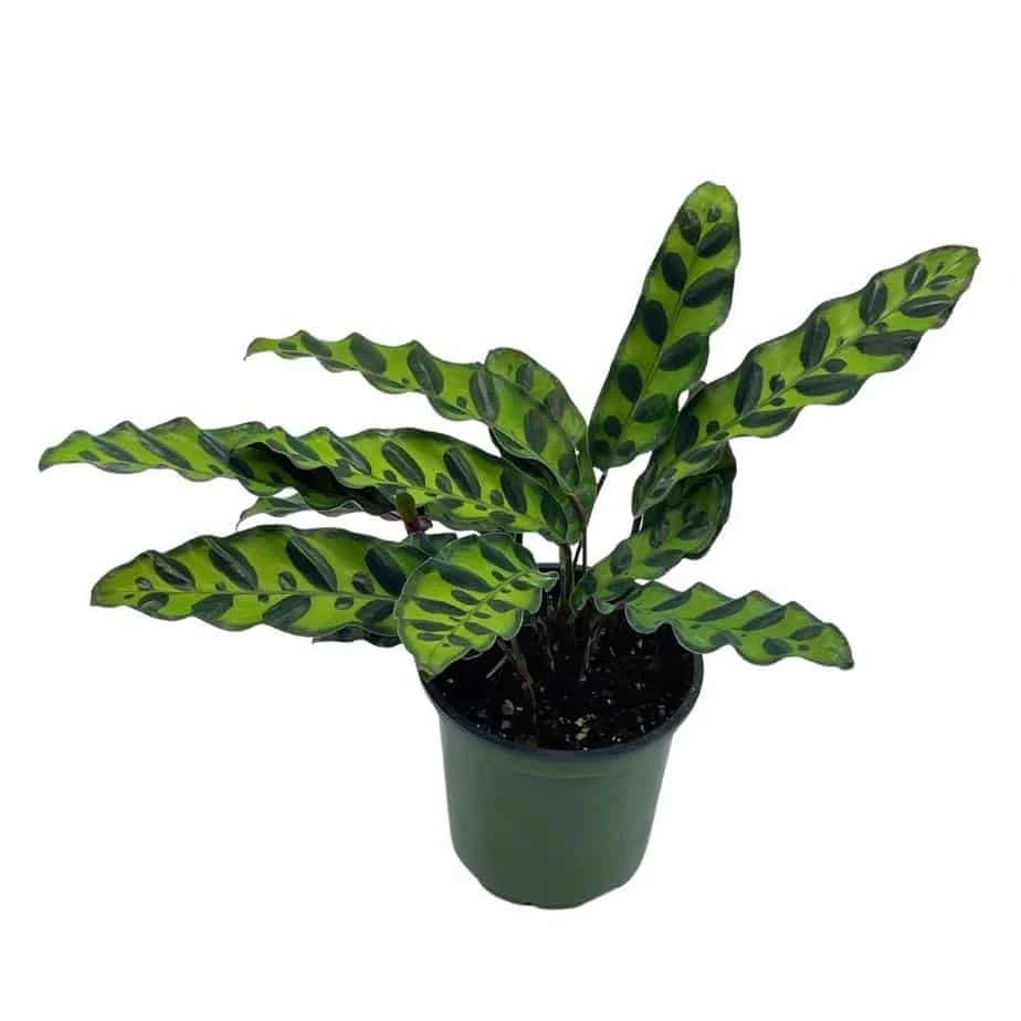 Calathea Lancifolia, Rattlesnake, Prayer Plant, Rattle Snake , 4 Inch Pot