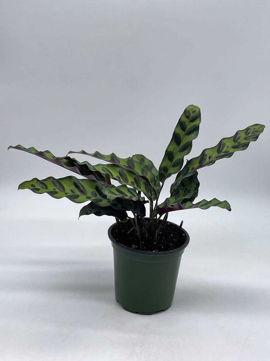 Calathea Lancifolia, Rattlesnake, Prayer Plant, Rattle Snake , 4 Inch Pot - Image 5