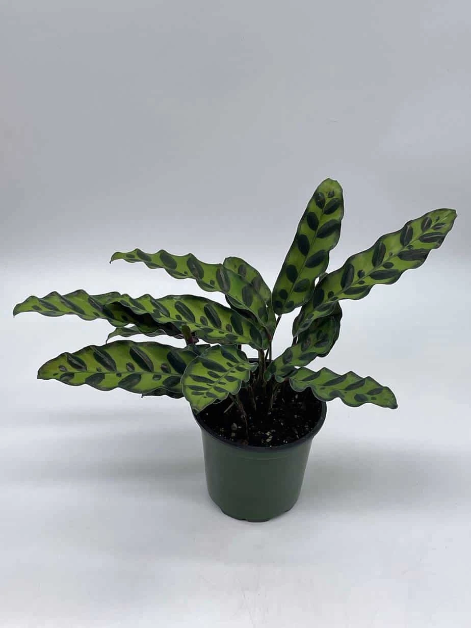 Calathea Lancifolia, Rattlesnake, Prayer Plant, Rattle Snake , 4 Inch Pot - Image 6